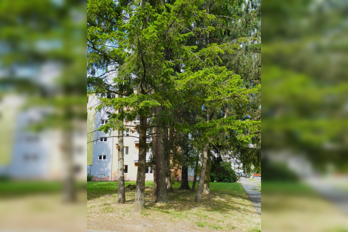 FOTO: Stromy v Banskej Bystrici sú označené na výrub, foto 2