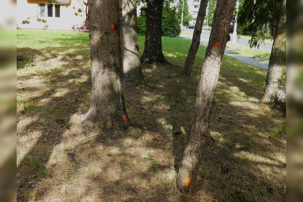 FOTO: Stromy v Banskej Bystrici sú označené na výrub, foto 3