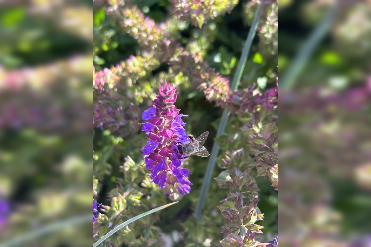 FOTO: Centrum Zvolena rozkvitlo, foto 2