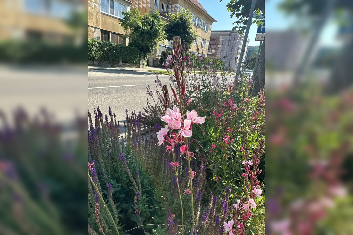 FOTO: Centrum Zvolena rozkvitlo, foto 3