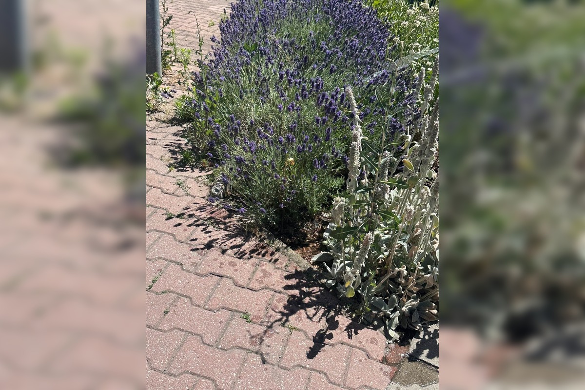 FOTO: Centrum Zvolena rozkvitlo, foto 4