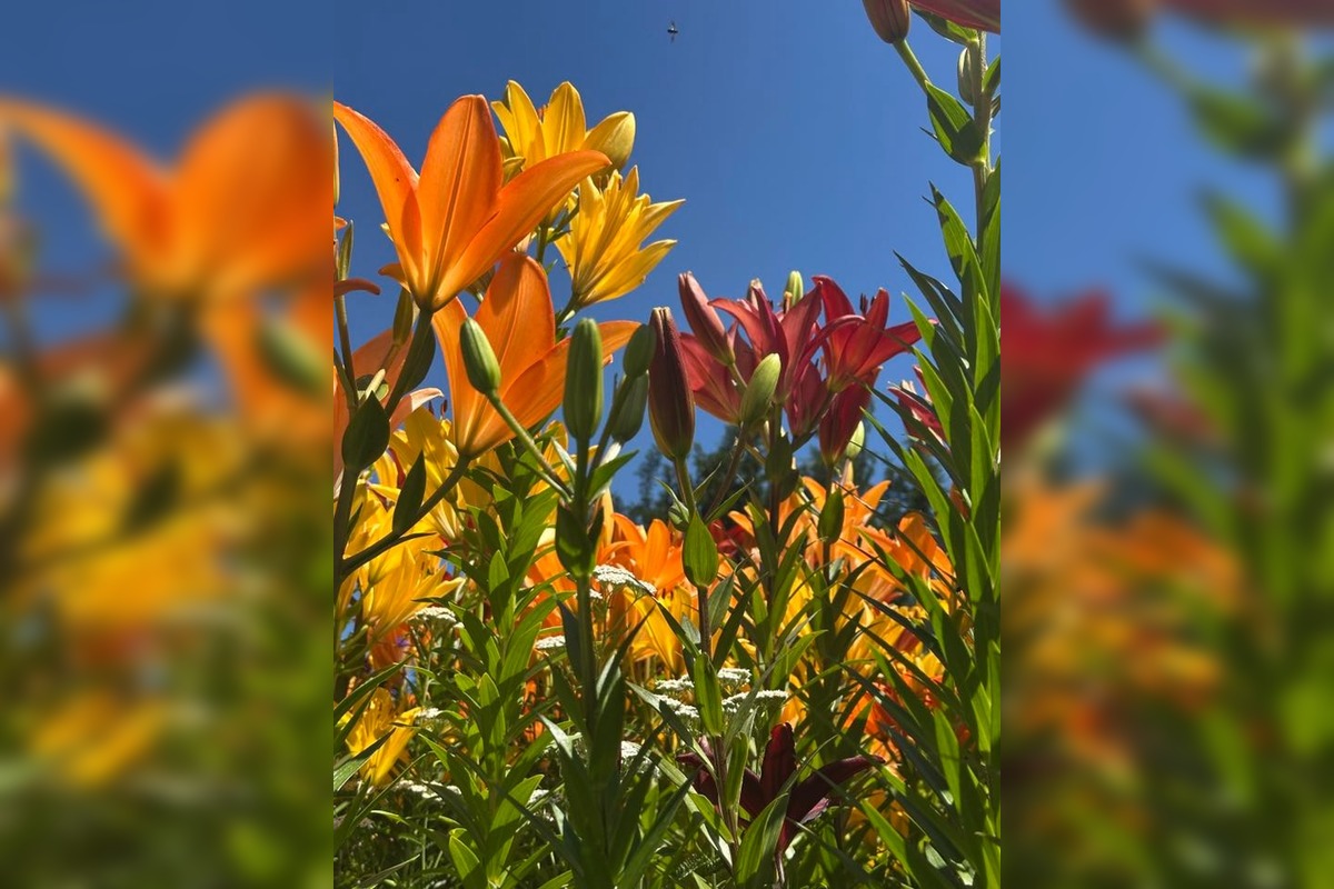 FOTO: Centrum Zvolena rozkvitlo, foto 5