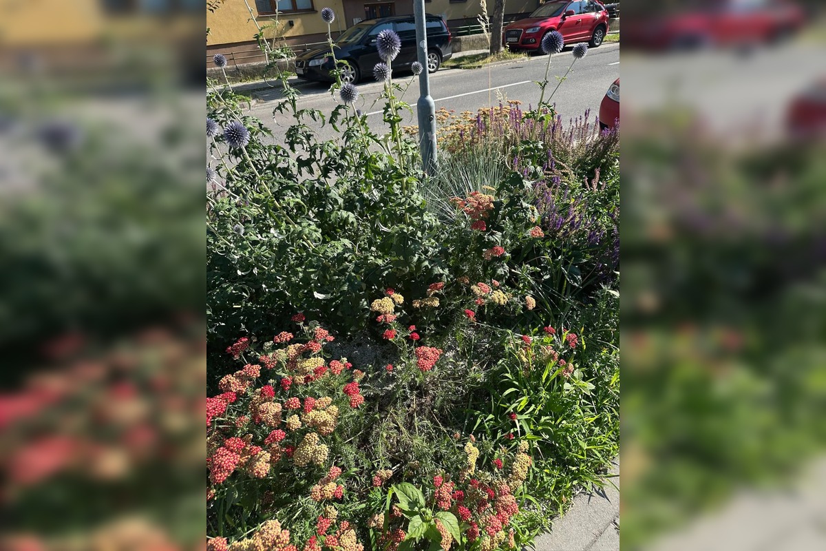 FOTO: Centrum Zvolena rozkvitlo, foto 6