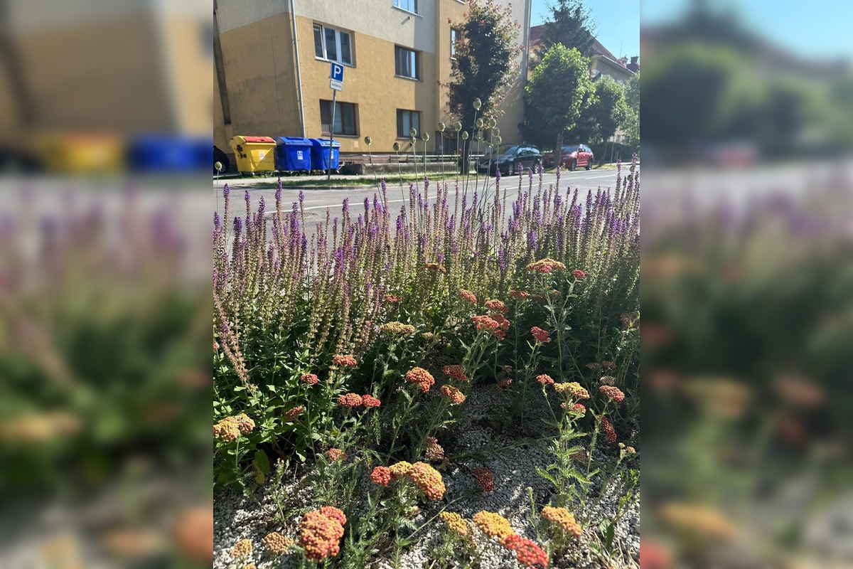 FOTO: Centrum Zvolena rozkvitlo, foto 9