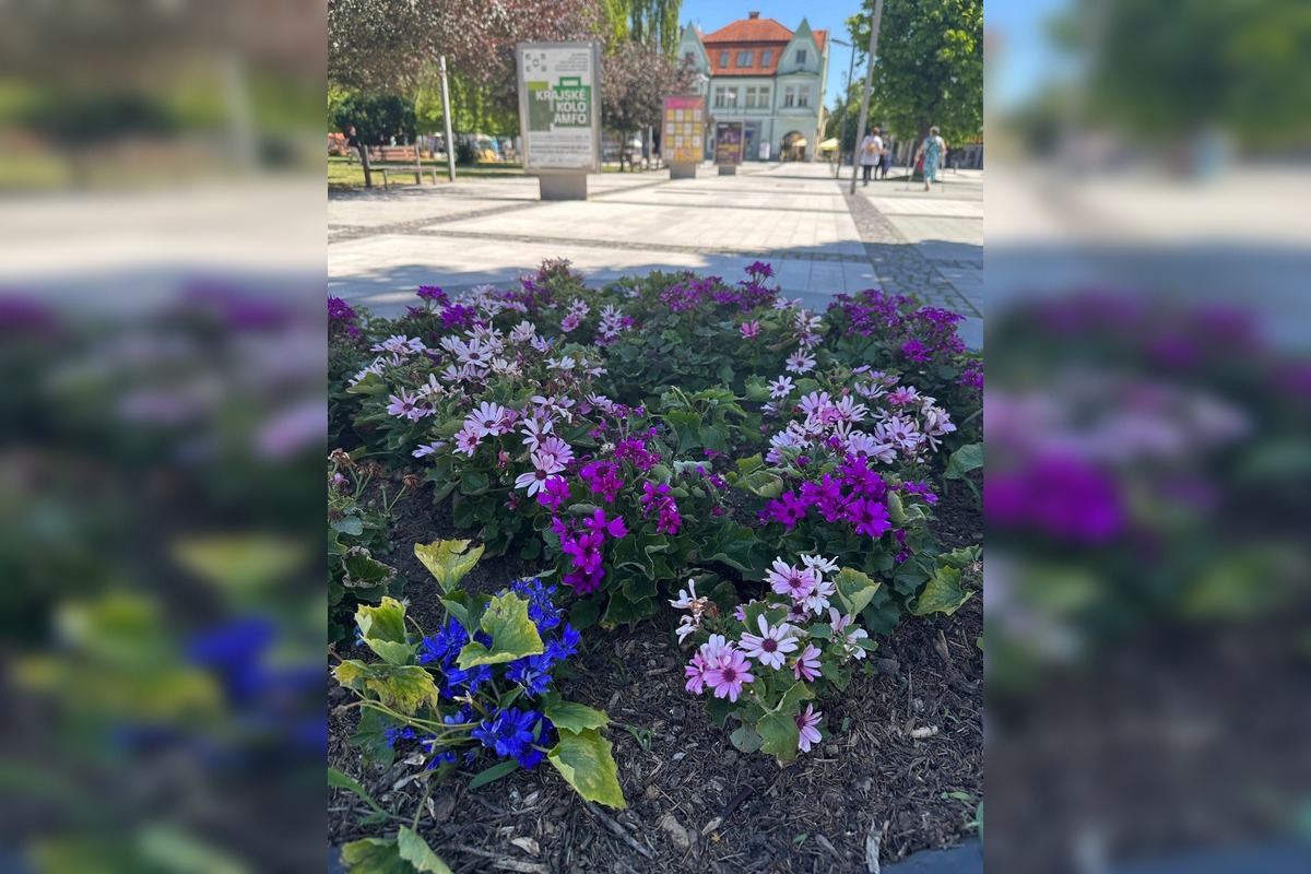 FOTO: Centrum Zvolena rozkvitlo, foto 10