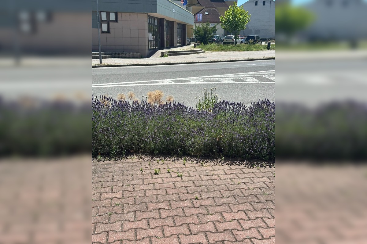 FOTO: Centrum Zvolena rozkvitlo, foto 11