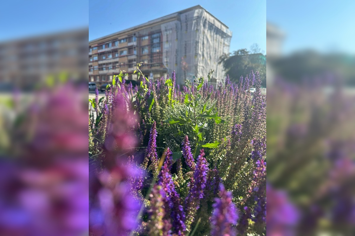 FOTO: Centrum Zvolena rozkvitlo, foto 12