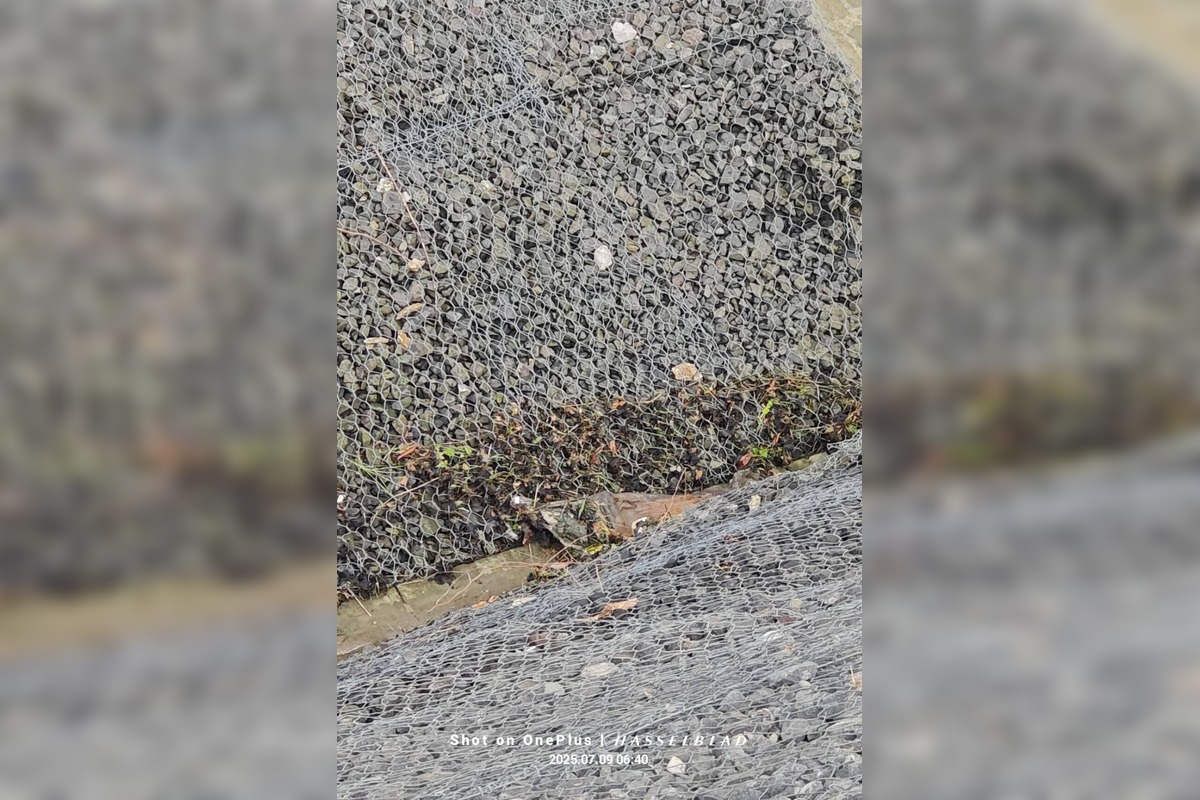 FOTO: Mŕtve zviera v Sásovej, foto 1