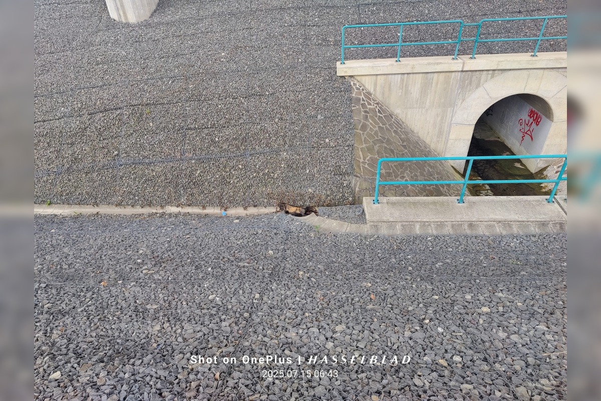 FOTO: Mŕtve zviera v Sásovej, foto 3