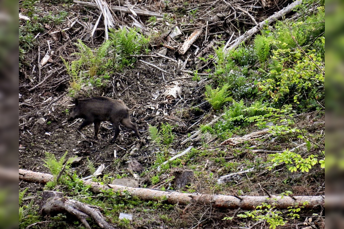 FOTO: Krajšie zábery dnes neuvidíte. Muž vyfotil na Horehroní tieto zábery, foto 10