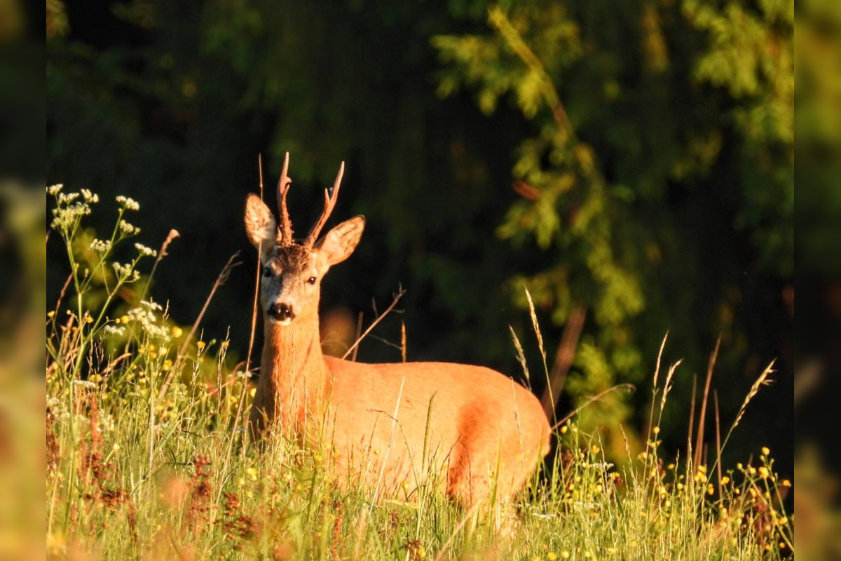 FOTO: Krajšie zábery dnes neuvidíte. Muž vyfotil na Horehroní tieto zábery, foto 1