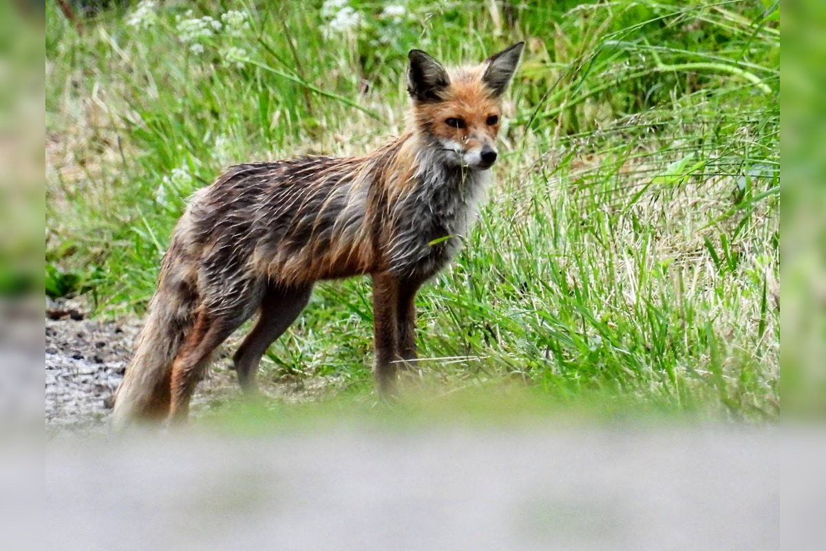 FOTO: Krajšie zábery dnes neuvidíte. Muž vyfotil na Horehroní tieto zábery, foto 3