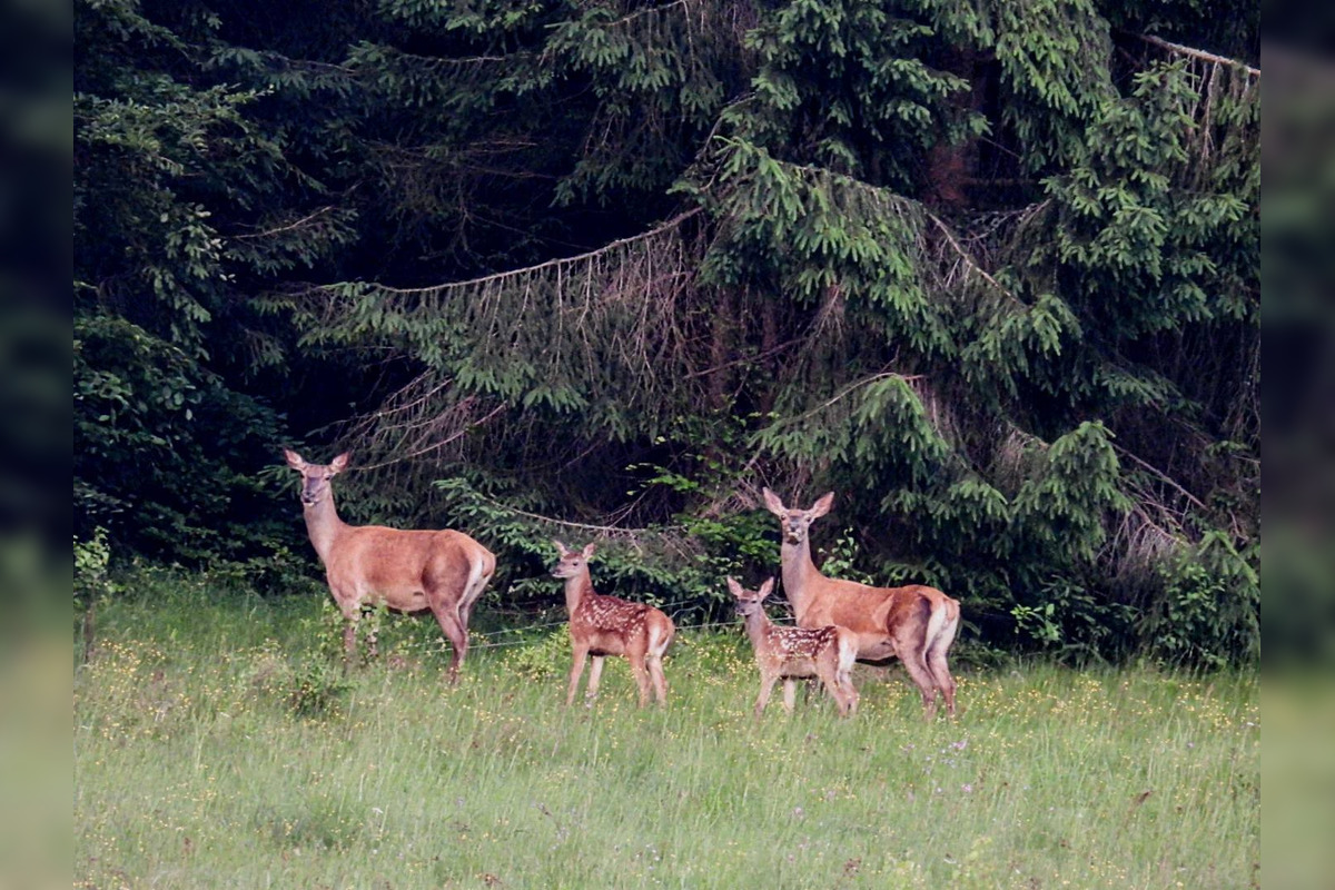 FOTO: Krajšie zábery dnes neuvidíte. Muž vyfotil na Horehroní tieto zábery, foto 2