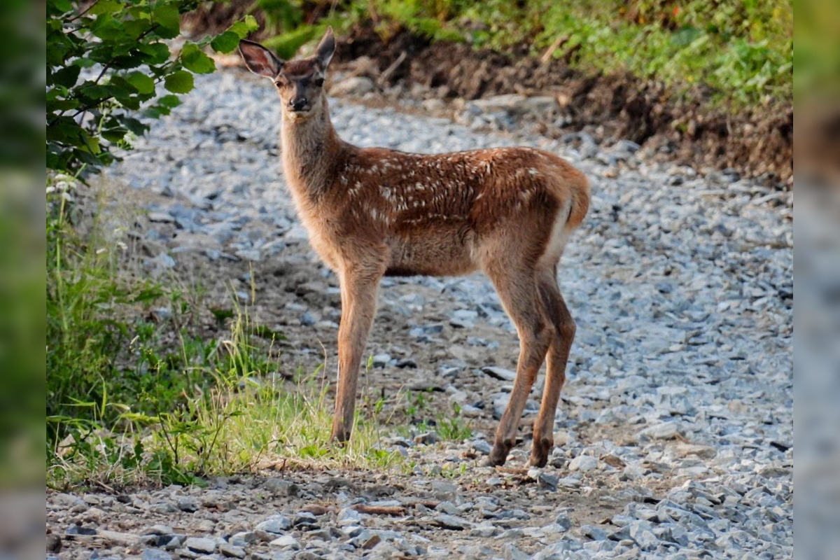 FOTO: Krajšie zábery dnes neuvidíte. Muž vyfotil na Horehroní tieto zábery, foto 12