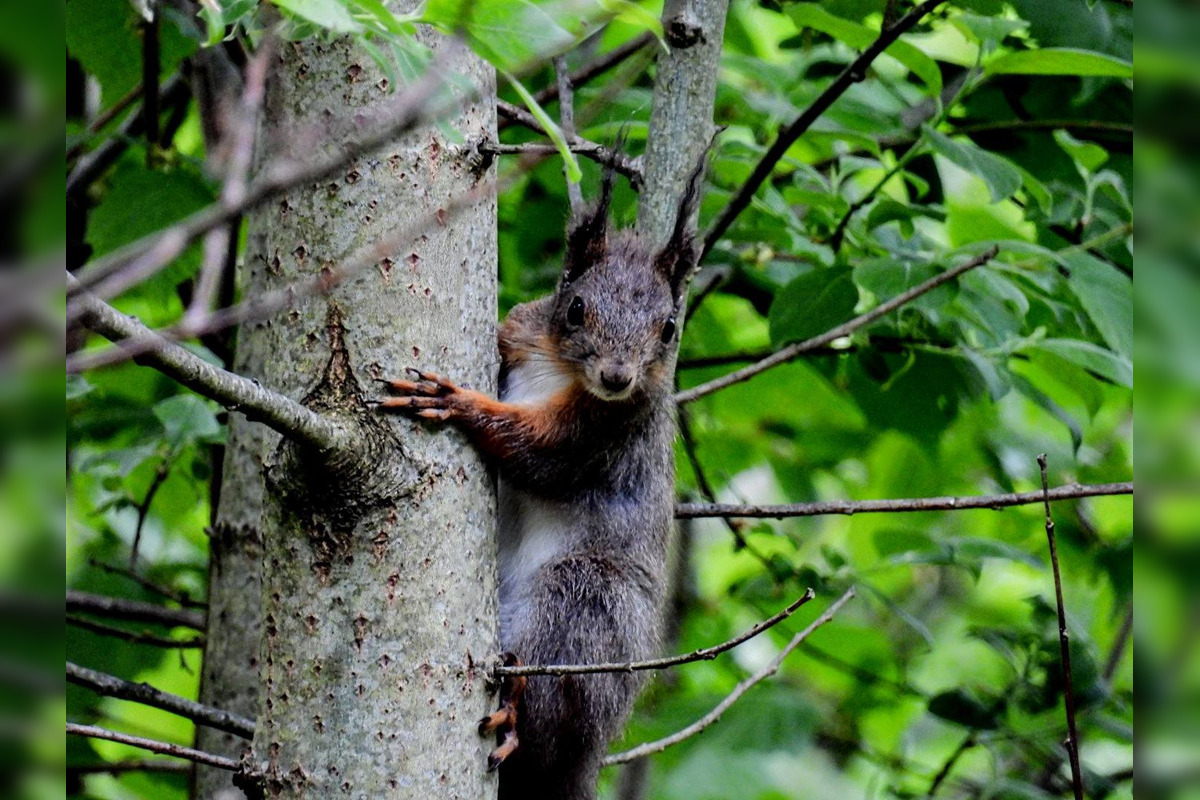 FOTO: Krajšie zábery dnes neuvidíte. Muž vyfotil na Horehroní tieto zábery, foto 13