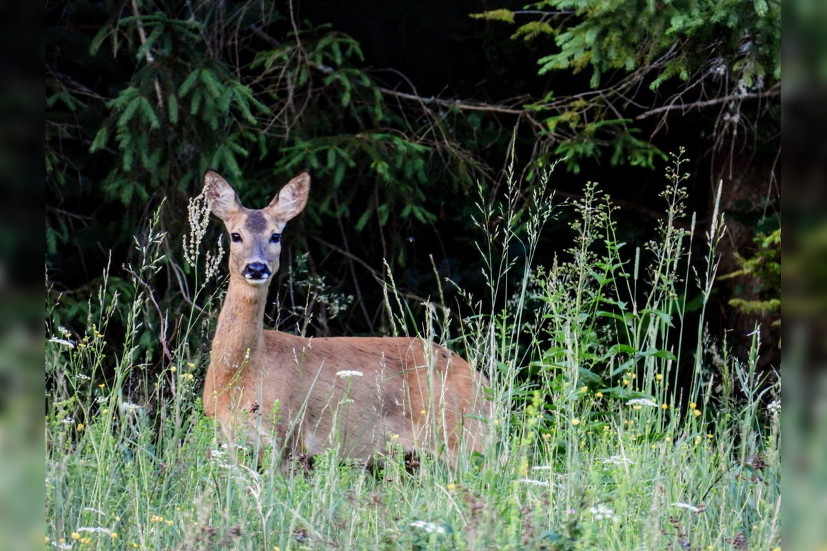 FOTO: Krajšie zábery dnes neuvidíte. Muž vyfotil na Horehroní tieto zábery, foto 14