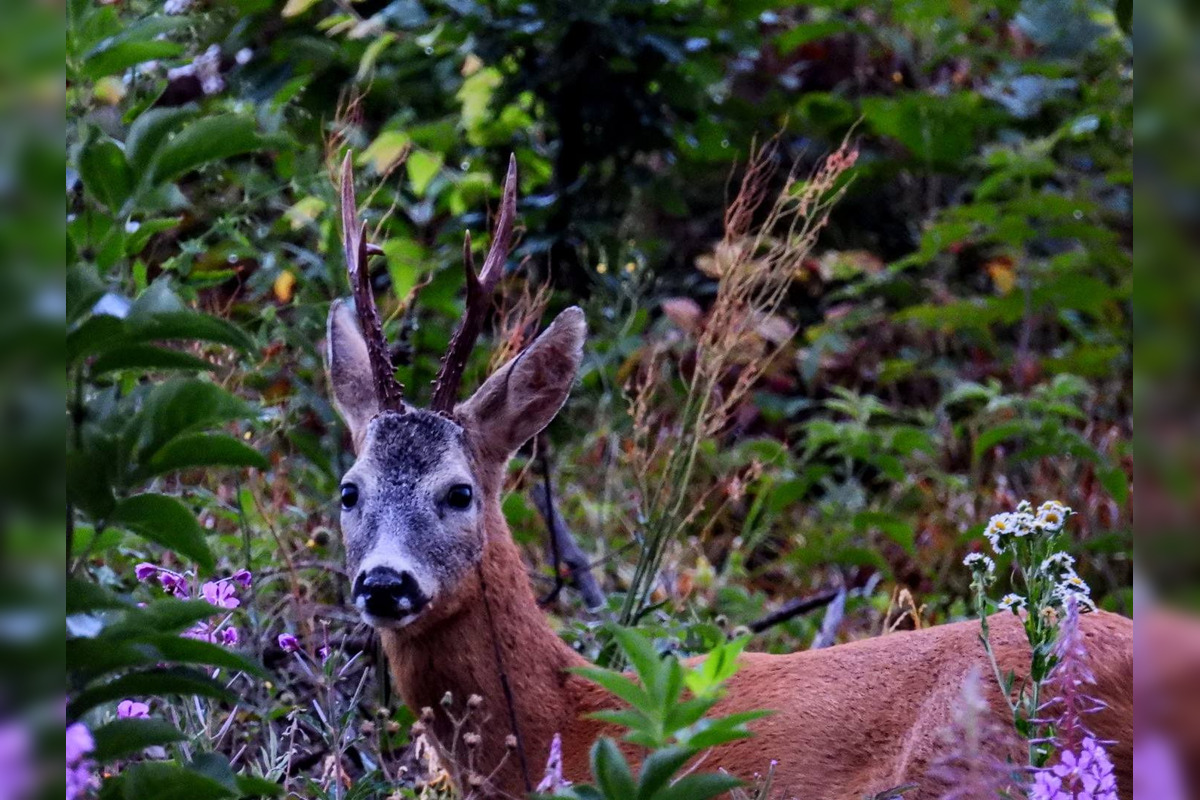 FOTO: Krajšie zábery dnes neuvidíte. Muž vyfotil na Horehroní tieto zábery, foto 15