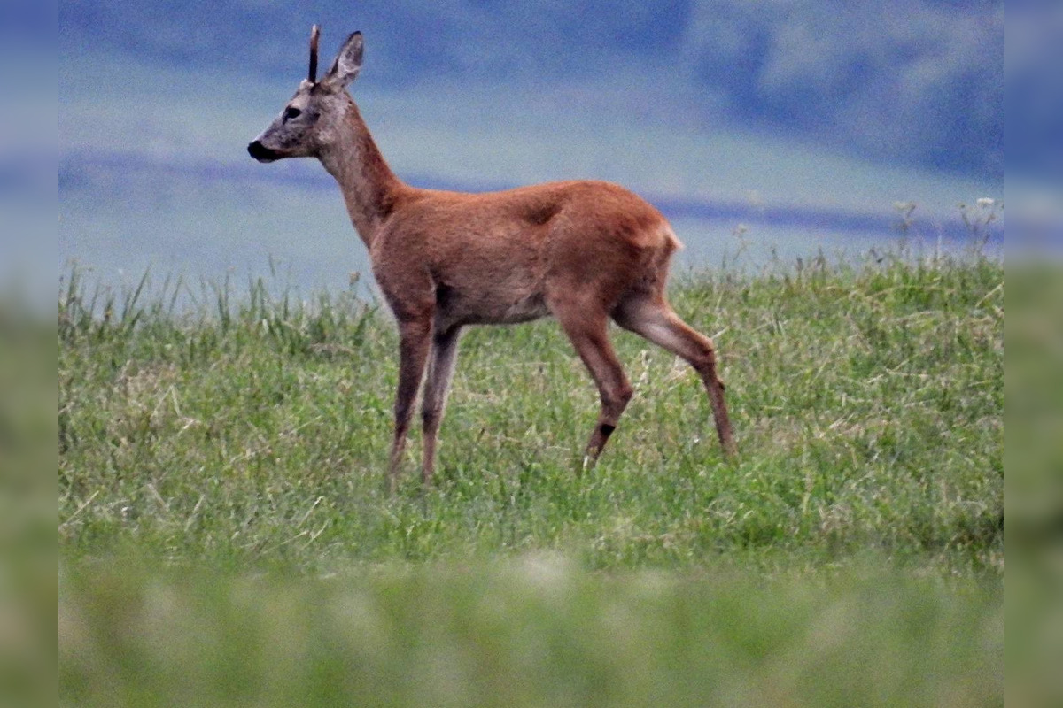 FOTO: Krajšie zábery dnes neuvidíte. Muž vyfotil na Horehroní tieto zábery, foto 16