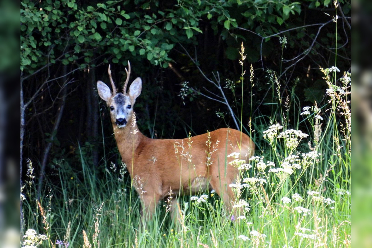 FOTO: Krajšie zábery dnes neuvidíte. Muž vyfotil na Horehroní tieto zábery, foto 17