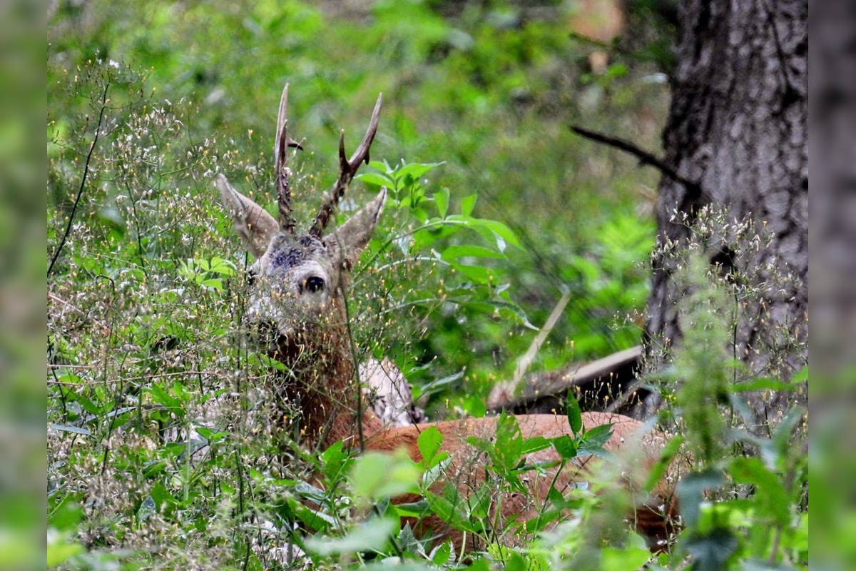 FOTO: Krajšie zábery dnes neuvidíte. Muž vyfotil na Horehroní tieto zábery, foto 18