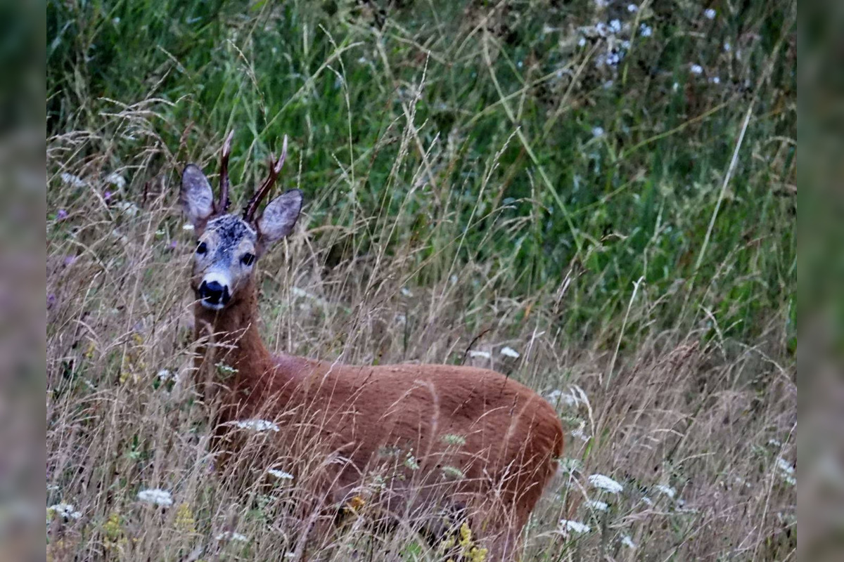 FOTO: Krajšie zábery dnes neuvidíte. Muž vyfotil na Horehroní tieto zábery, foto 19