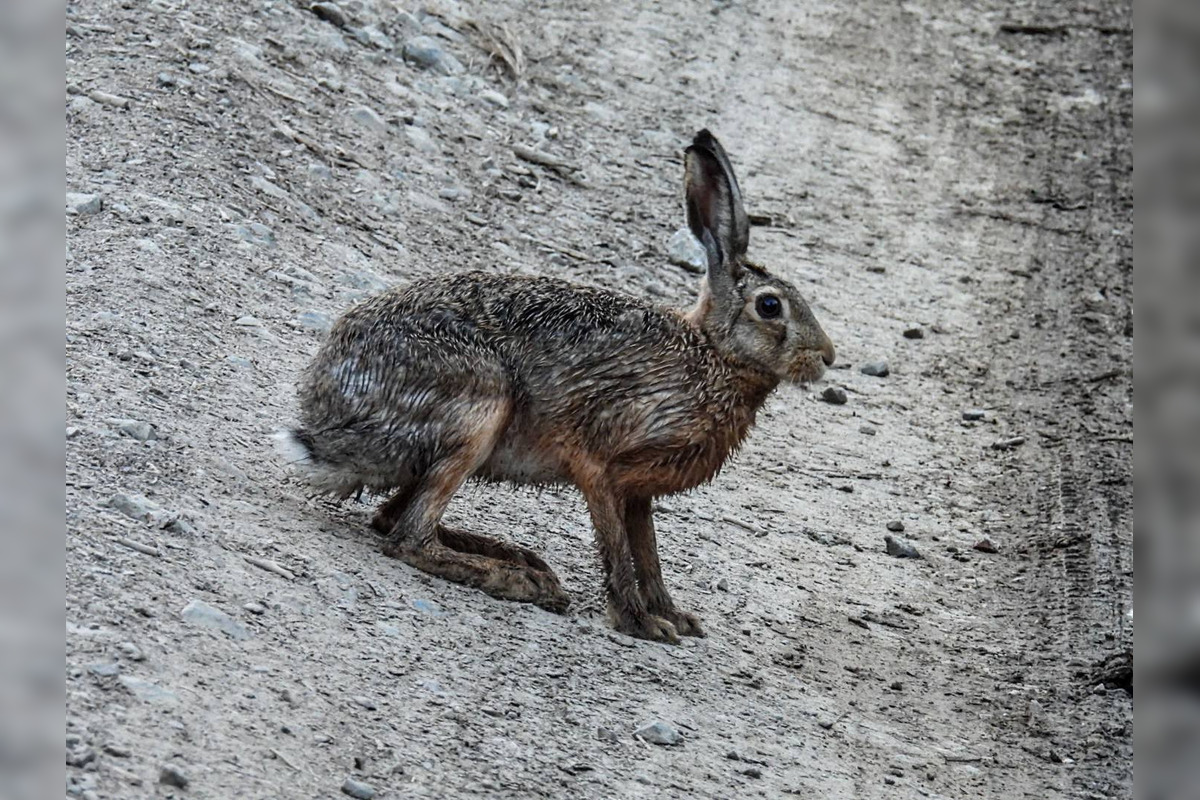 FOTO: Krajšie zábery dnes neuvidíte. Muž vyfotil na Horehroní tieto zábery, foto 20