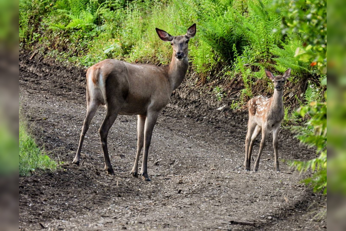 FOTO: Krajšie zábery dnes neuvidíte. Muž vyfotil na Horehroní tieto zábery, foto 21