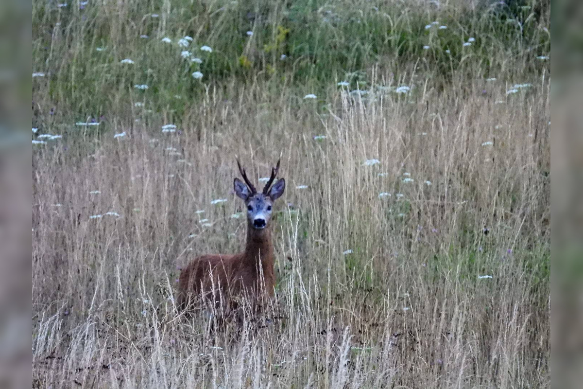 FOTO: Krajšie zábery dnes neuvidíte. Muž vyfotil na Horehroní tieto zábery, foto 22