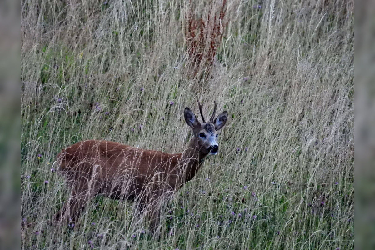 FOTO: Krajšie zábery dnes neuvidíte. Muž vyfotil na Horehroní tieto zábery, foto 23