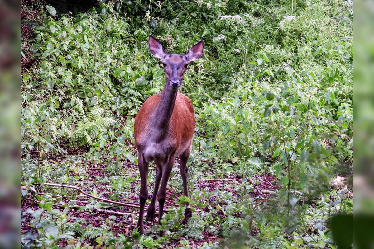 FOTO: Krajšie zábery dnes neuvidíte. Muž vyfotil na Horehroní tieto zábery, foto 24