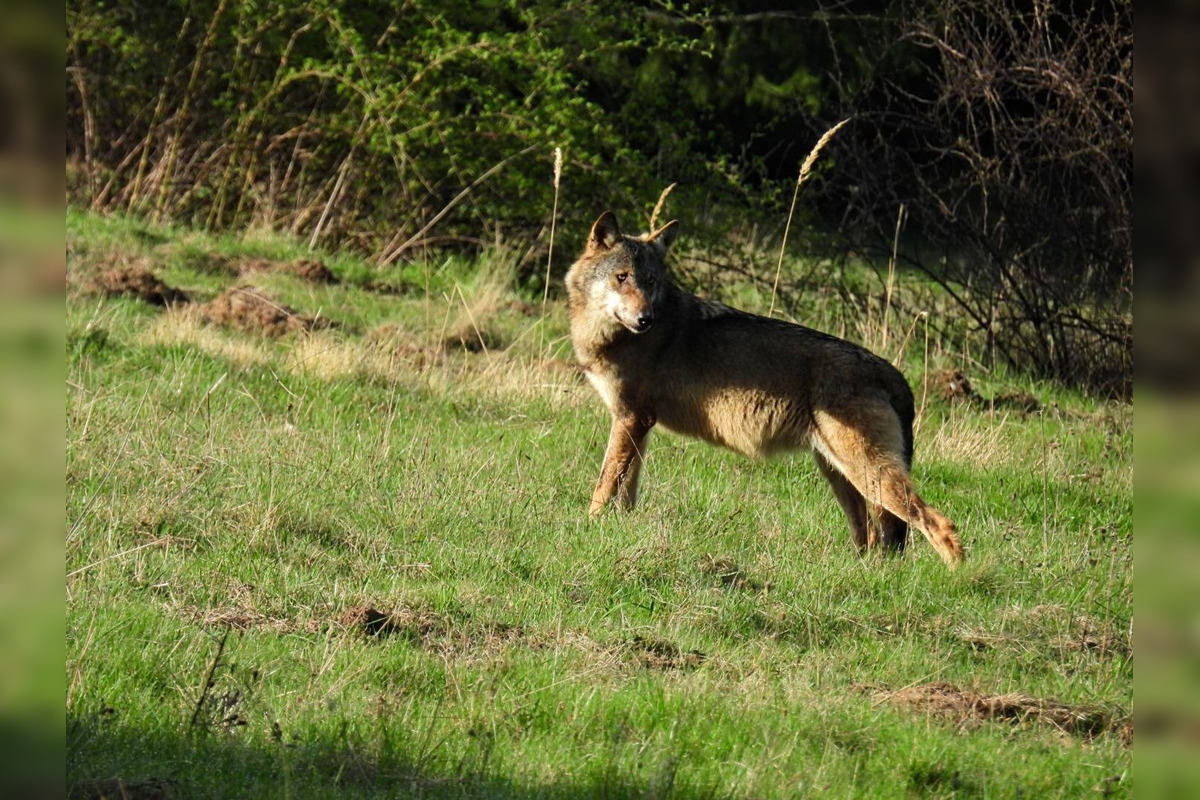 FOTO: Krajšie zábery dnes neuvidíte. Muž vyfotil na Horehroní tieto zábery, foto 25