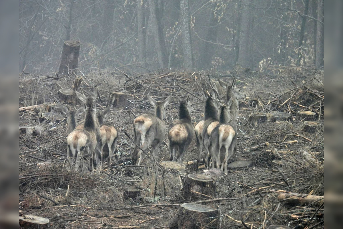 FOTO: Krajšie zábery dnes neuvidíte. Muž vyfotil na Horehroní tieto zábery, foto 28