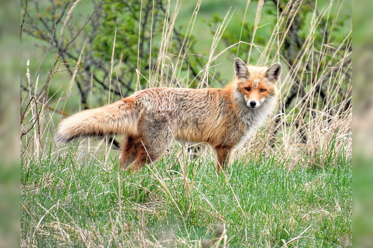 FOTO: Krajšie zábery dnes neuvidíte. Muž vyfotil na Horehroní tieto zábery, foto 30