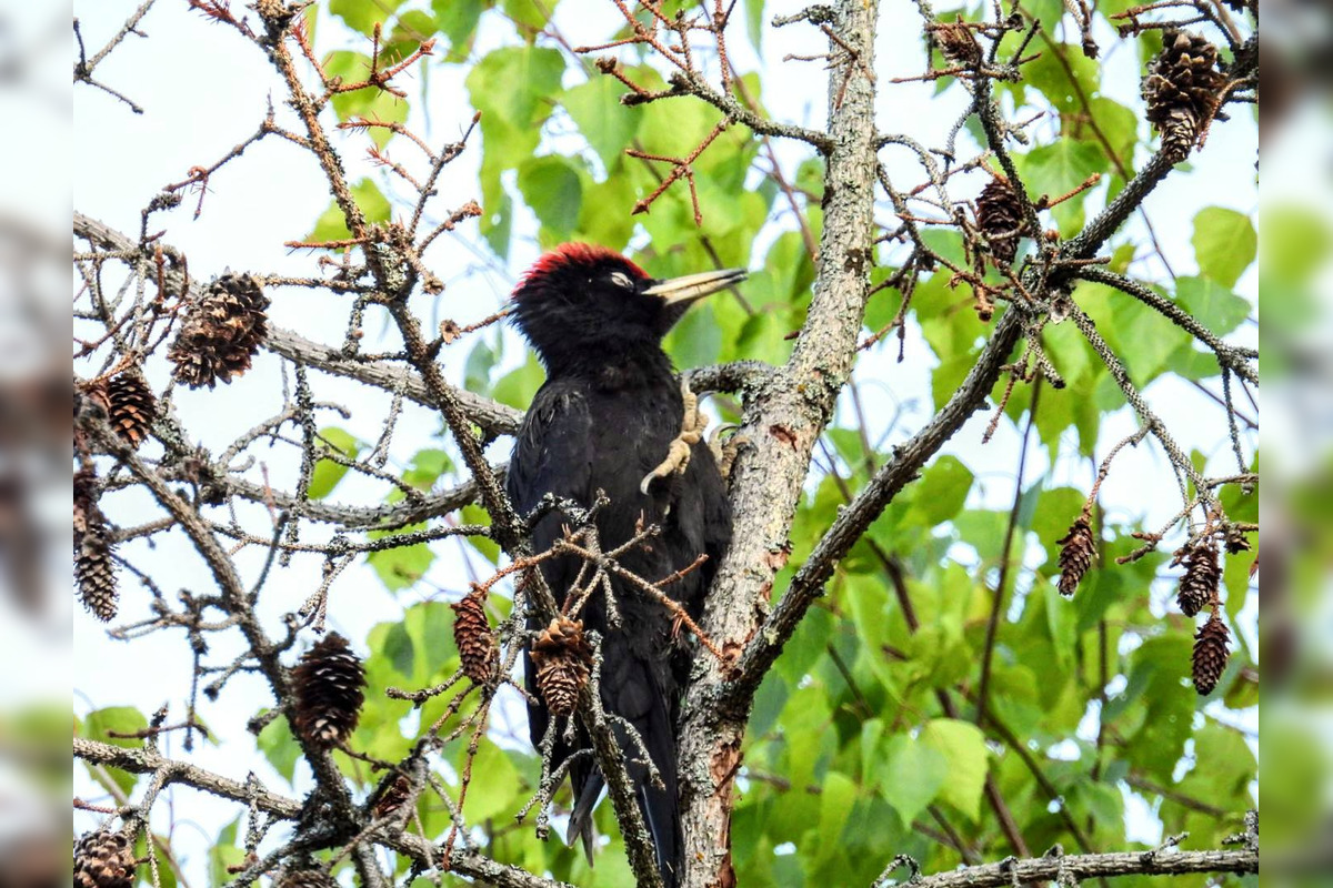 FOTO: Krajšie zábery dnes neuvidíte. Muž vyfotil na Horehroní tieto zábery, foto 31