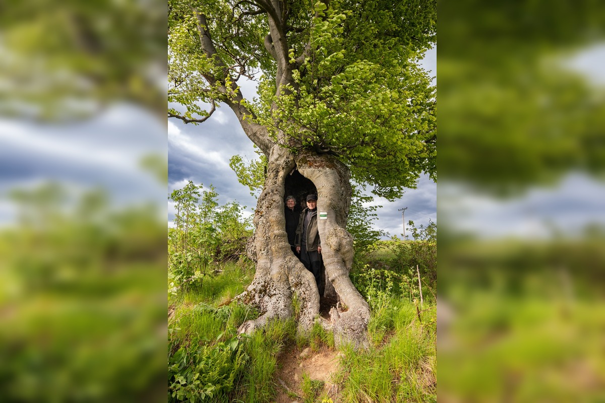 FOTO: Hlasujte za výnimočné stromy z Banskobystrického kraja, foto 1