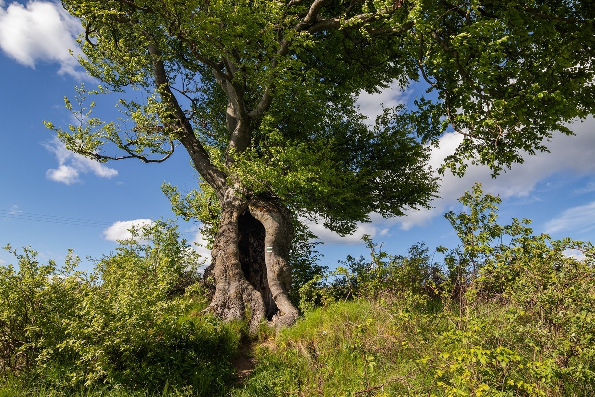 FOTO: Hlasujte za výnimočné stromy z Banskobystrického kraja, foto 2
