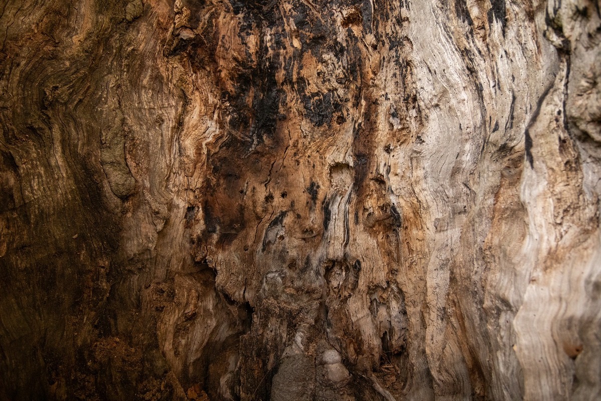 FOTO: Hlasujte za výnimočné stromy z Banskobystrického kraja, foto 3