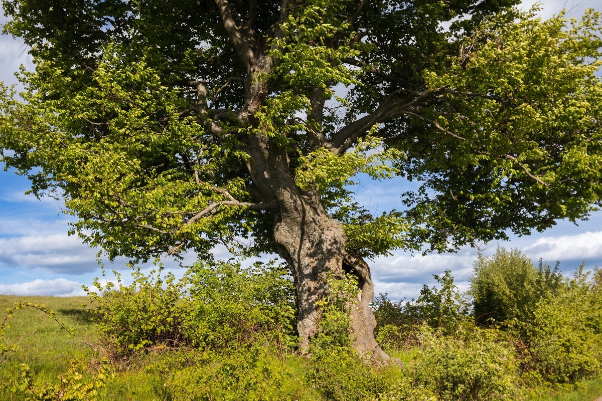 FOTO: Hlasujte za výnimočné stromy z Banskobystrického kraja, foto 4