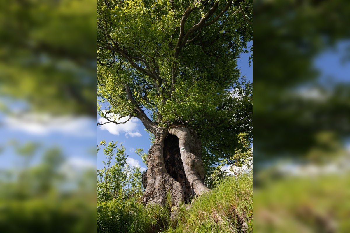 FOTO: Hlasujte za výnimočné stromy z Banskobystrického kraja, foto 5