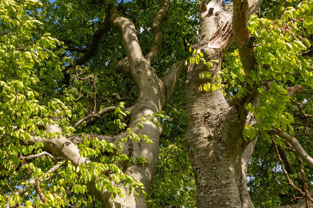 FOTO: Hlasujte za výnimočné stromy z Banskobystrického kraja, foto 6