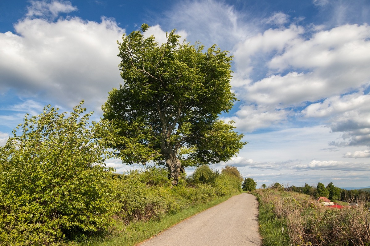 FOTO: Hlasujte za výnimočné stromy z Banskobystrického kraja, foto 7