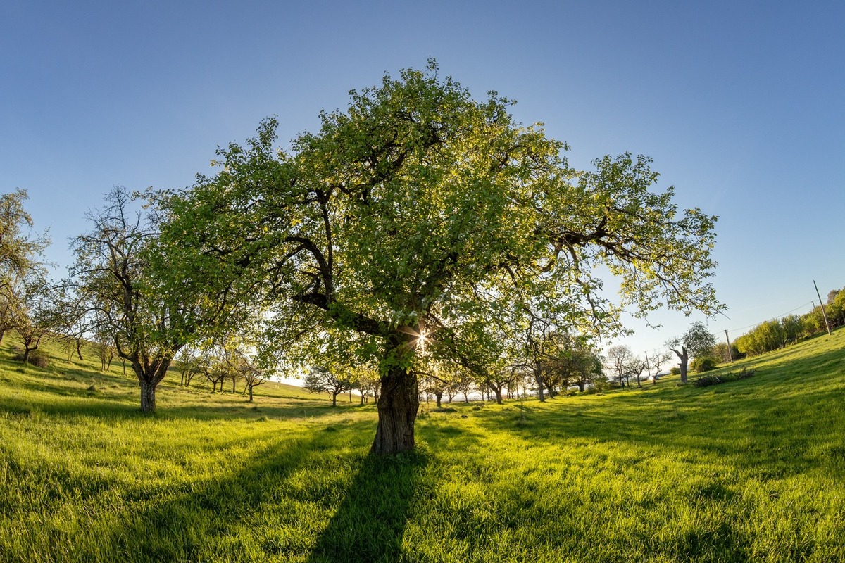 FOTO: Hlasujte za výnimočné stromy z Banskobystrického kraja, foto 8