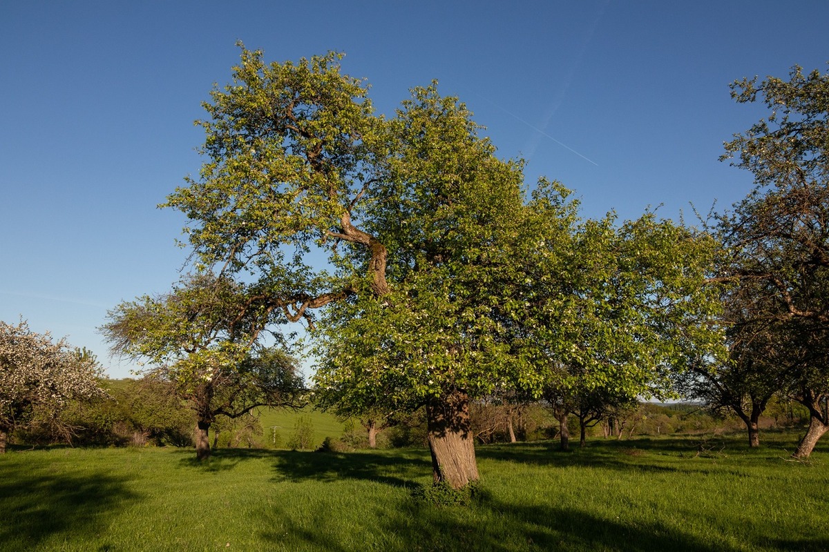 FOTO: Hlasujte za výnimočné stromy z Banskobystrického kraja, foto 9