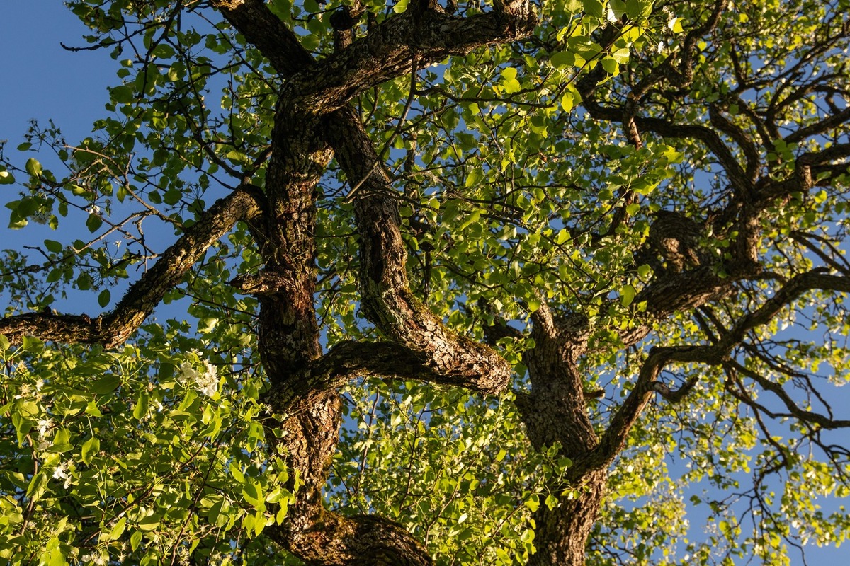 FOTO: Hlasujte za výnimočné stromy z Banskobystrického kraja, foto 10