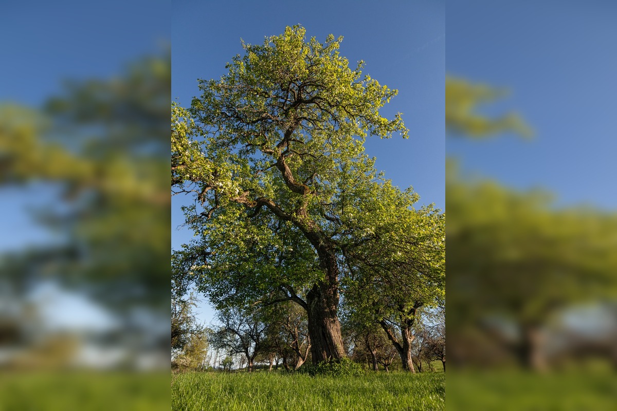 FOTO: Hlasujte za výnimočné stromy z Banskobystrického kraja, foto 11