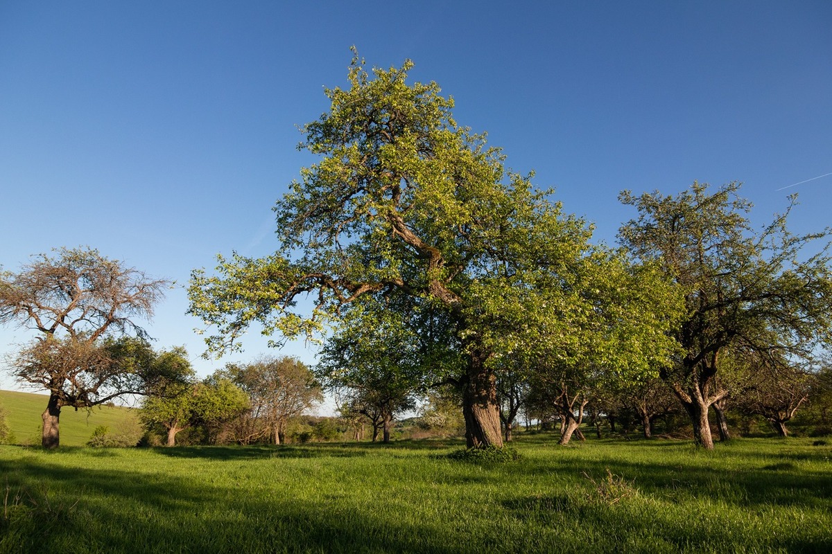 FOTO: Hlasujte za výnimočné stromy z Banskobystrického kraja, foto 12
