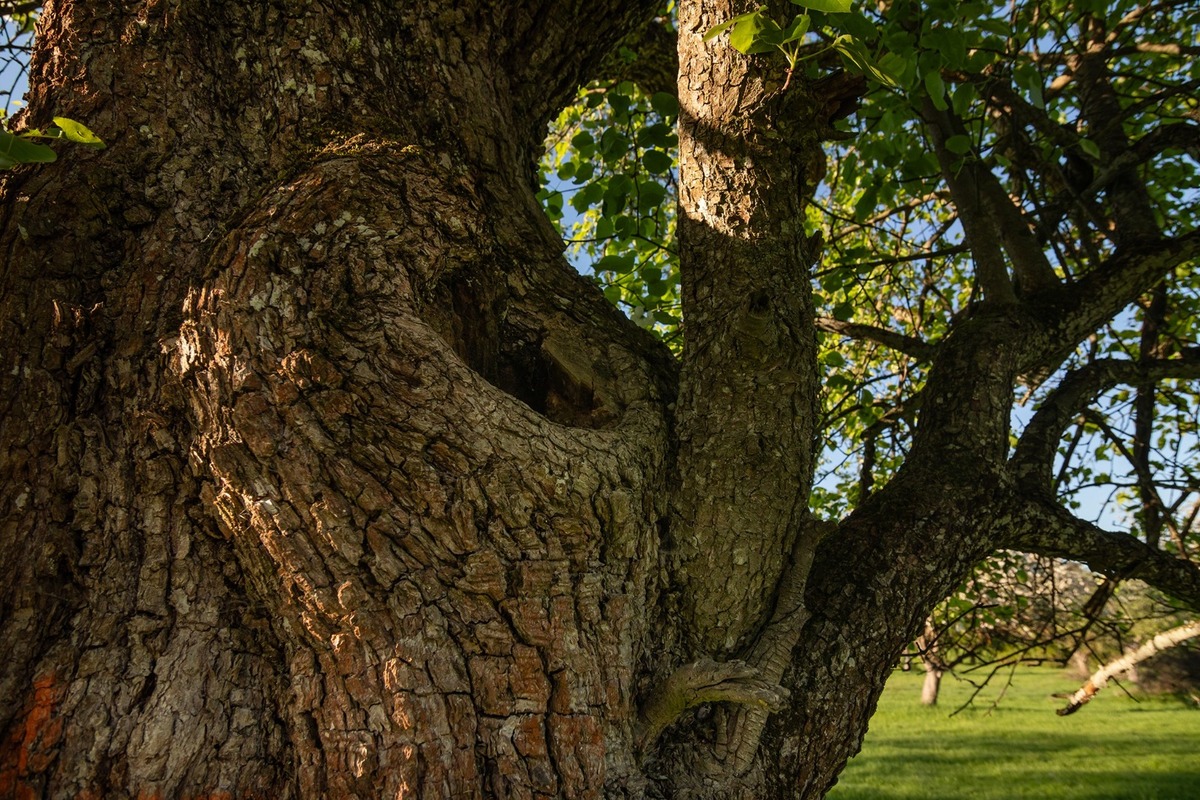 FOTO: Hlasujte za výnimočné stromy z Banskobystrického kraja, foto 13