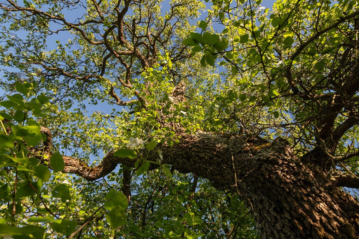 FOTO: Hlasujte za výnimočné stromy z Banskobystrického kraja, foto 14