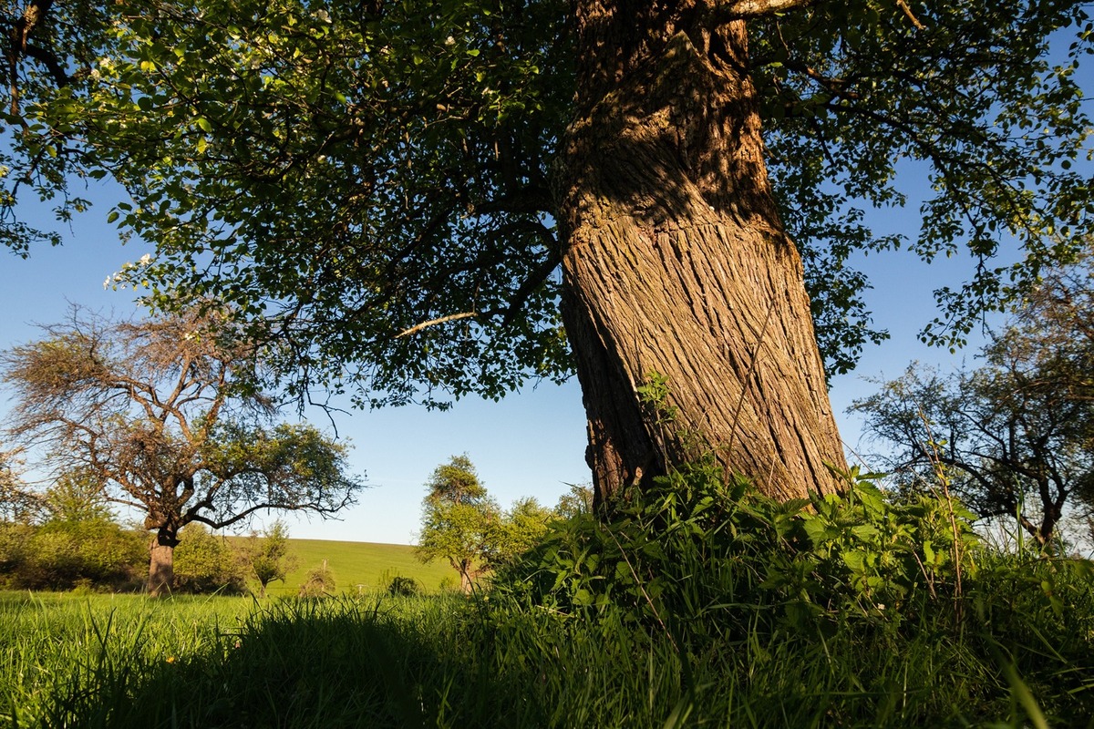 FOTO: Hlasujte za výnimočné stromy z Banskobystrického kraja, foto 15