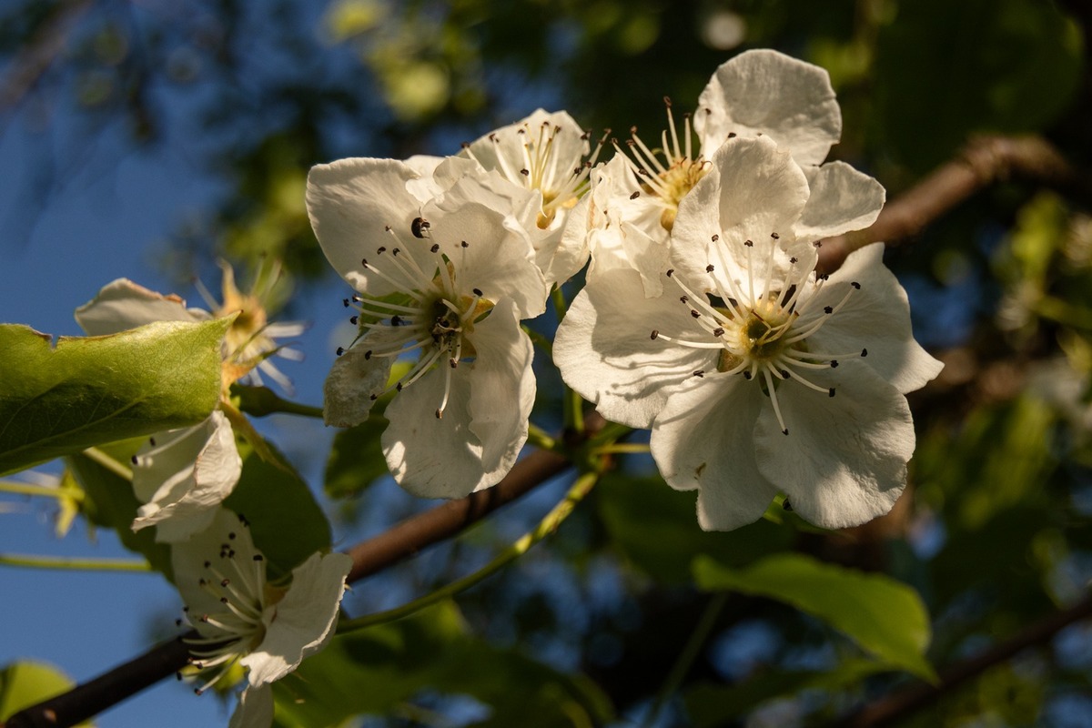 FOTO: Hlasujte za výnimočné stromy z Banskobystrického kraja, foto 16
